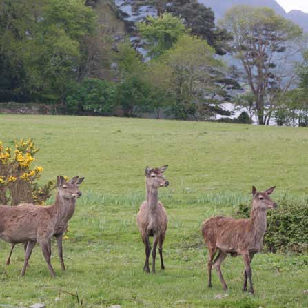 Ring of Kerry Charity Cycle